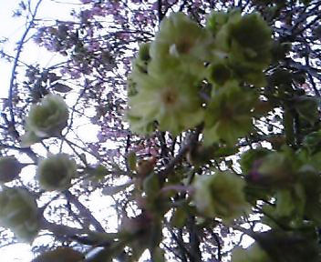 sakura071