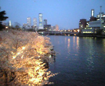 sakura072